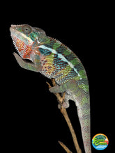Load image into Gallery viewer, Young male Ambilobe Panther Chameleon displaying vibrant yellow-green coloration with bold blue bars.