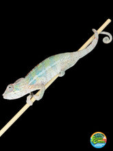 Load image into Gallery viewer, Young male Ambilobe Panther Chameleon for sale with a developing red dorsal crest.