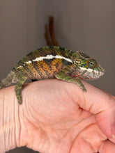 Load image into Gallery viewer, Male Ambilobe Panther Chameleon developing yellow and orange coloration.