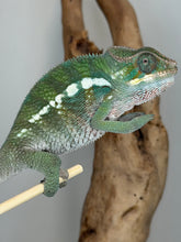 Load image into Gallery viewer, A green chameleon with white spots perched on a light wooden stick, with a brown branch and a neutral gray background.