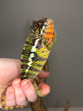 Load image into Gallery viewer, Juvenile Ambilobe Panther Chameleon showing early teal, blue, and red colors