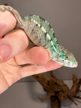 Load image into Gallery viewer, Close-up of a young male Panther Chameleon