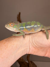 Load image into Gallery viewer, A live male panther chameleon perched on a person's hand, showing its green, blue, and orange coloration against a neutral background.