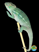 Load image into Gallery viewer, Young male Panther Chameleon displaying beautiful teal and yellow coloration