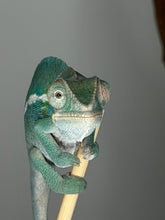 Load image into Gallery viewer, Captive bred young male Panther Chameleon with gorgeous yellow and teal coloring