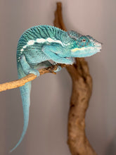 Load image into Gallery viewer, Young Nosy Be panther chameleon perched calmly and observing surroundings