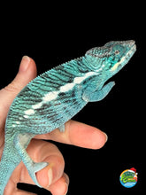 Load image into Gallery viewer, Young Nosy Be panther chameleon showing calm temperament and developing sky-blue coloration