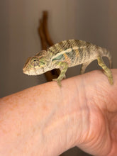 Load image into Gallery viewer, Young captive-bred Panther Chameleon climbing a branch with developing blue bars.