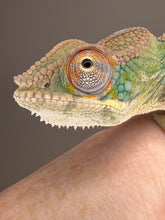 Load image into Gallery viewer, Close-up of a young Ambilobe Panther Chameleon with alert eyes and vibrant developing colors.