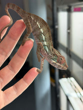 Load image into Gallery viewer, Healthy Panther Chameleon showing developing red, blue, and green colors