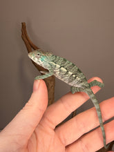 Load image into Gallery viewer, Young Panther Chameleon displaying green and turquoise tones