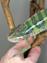 Load image into Gallery viewer, Young male Panther Chameleon with rich green-yellow coloration and excellent future color potential.