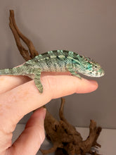 Load image into Gallery viewer, Three-month-old male Panther Chameleon growing and maturing