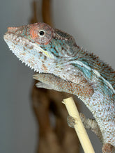 Load image into Gallery viewer, Young Flash × Aslan Panther Chameleon with early red coloring.