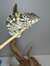 Load image into Gallery viewer, Side view highlighting yellow and red belly with subtle blue