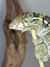 Load image into Gallery viewer, Close-up showing bright yellow and red belly accents