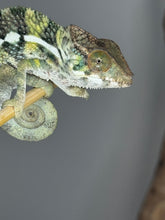 Load image into Gallery viewer, Close-up of Ambilobe’s head showing subtle green and blue highlights