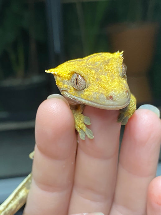 Crested Gecko Amazon Supply List