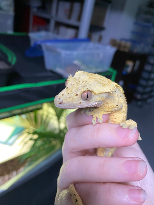 Crested Gecko CARE SHEET