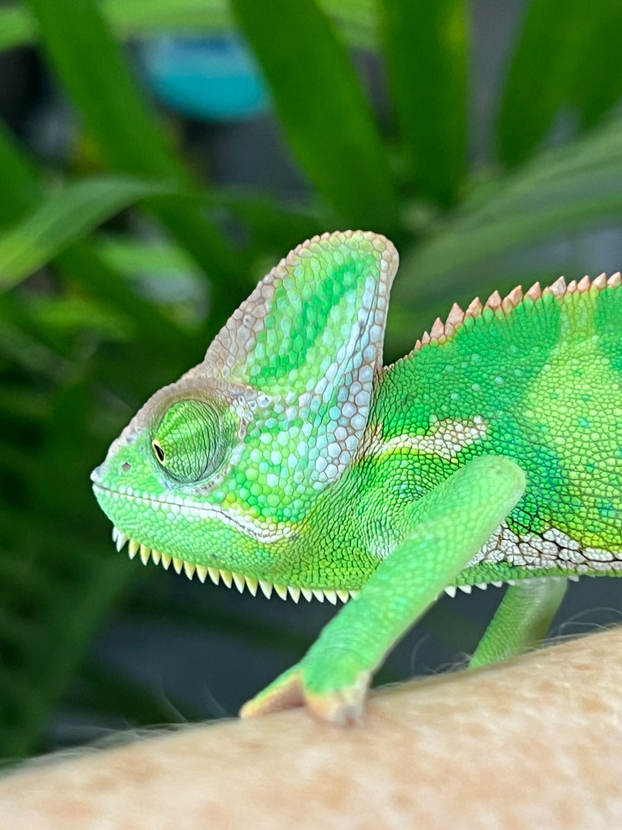 Veiled Chameleons – FramsChams Panther Chameleons