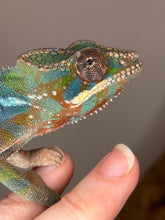 Load image into Gallery viewer, AMBILOBE Panther Chameleon: (E23)
