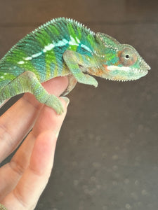 AMBILOBE Panther Chameleon: Frank x Sandy (J6)