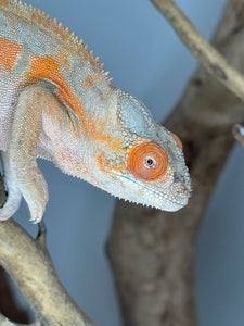 AMBILOBE FEMALE Panther Chameleon: 🚺 (C6)