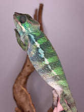 Load image into Gallery viewer, 🌈 Ambilobe Panther Chameleon – Male (E17) | Aslan x Flash Line) Captive-Bred | Personality-Plus
