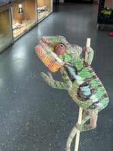 Load image into Gallery viewer, SAMBAVA Panther Chameleon: Marley x Mabel (J1)
