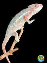 Load image into Gallery viewer, Young Male Ambilobe Panther Chameleon – Rainbow Color | E11
