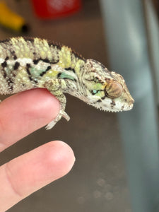 AMBILOBE Panther Chameleon: Sam x Amie (I7)