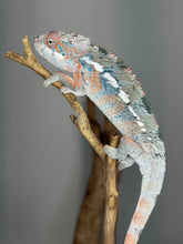 Load image into Gallery viewer, Young Male Ambilobe Panther Chameleon – Rainbow Color | E11
