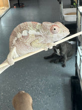 Load image into Gallery viewer, SAMBAVA Panther Chameleon: Marley x Mabel (R11)
