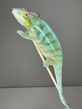 Load image into Gallery viewer, AMBANJA Panther Chameleon: (C4)
