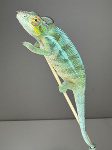 AMBANJA Panther Chameleon: (C4)