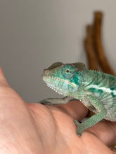Load image into Gallery viewer, AMBANJA Panther Chameleon: (E4)
