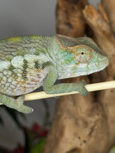 Load image into Gallery viewer, AMBANJA FEMALE Panther Chameleon: Neon Nights x Tango (S20)
