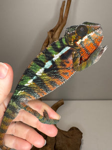 AMILOBE Panther Chameleon: (E16)