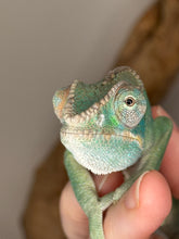 Load image into Gallery viewer, AMBILOBE Panther Chameleon: (E9)
