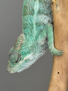 AMBANJA Panther Chameleon: (E22)