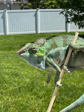 Load image into Gallery viewer, AMBANJA Panther Chameleon: (C4)
