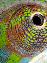 Load image into Gallery viewer, AMBILOBE Panther Chameleon: (E12)
