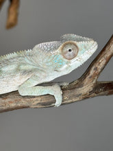 Load image into Gallery viewer, AMBILOBE FEMALE Panther Chameleon: 🚺 (Q19)
