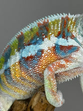 Load image into Gallery viewer, AMBILOBE Panther Chameleon: (J3)
