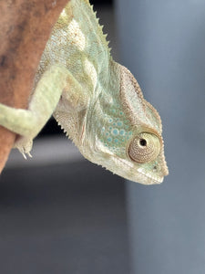 AMBILOBE FEMALE Panther Chameleon: 🚺 (E34)