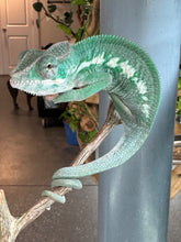 Load image into Gallery viewer, AMBILOBE Panther Chameleon: (E3)
