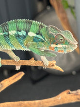 Load image into Gallery viewer, AMBILOBE Panther Chameleon: (E11)
