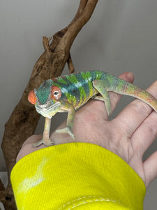 AMILOBE Panther Chameleon: (E32)