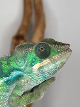 Load image into Gallery viewer, 🌈 Ambilobe Panther Chameleon – Male (E17) | Aslan x Flash Line) Captive-Bred | Personality-Plus
