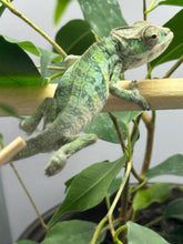 Load image into Gallery viewer, Ambilobe Male Panther Chameleon: Flash x Opal (E21)
